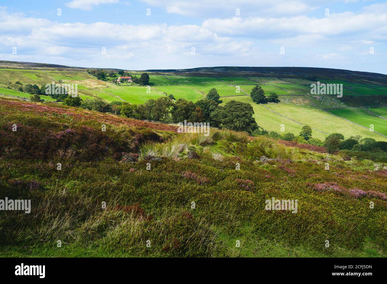 Blühende Heidemoorlandschaft über die Nroth York Moors über das Tal unter blauem Himmel mit Wolken im Sommer in Glaisdale, Yorkshire, Großbritannien. Stockfoto