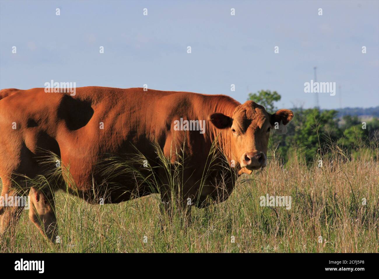 Eine rote Poll Kuh in einer Weide mit Gras, Bäumen und blauen Himmel, die westlich von Hutchinson Kansas USA im Land ist. Stockfoto