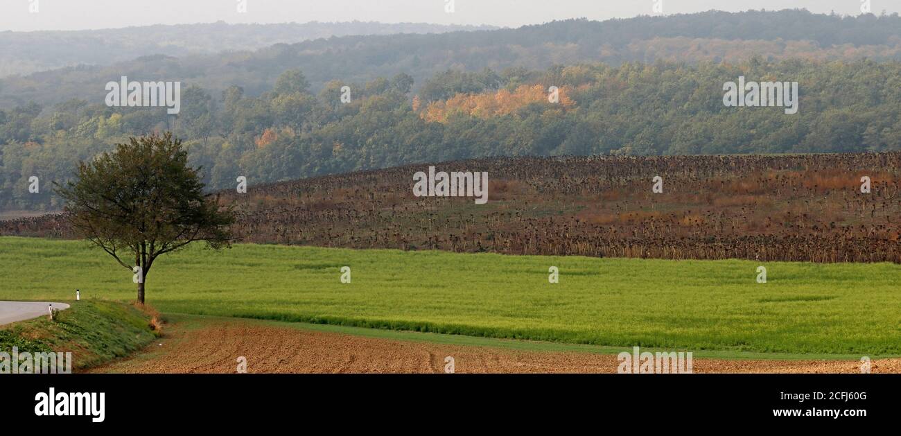 Die Kulturlandschaft des Weinviertels, Niederösterreich, mit Feldern und Wald Stockfoto