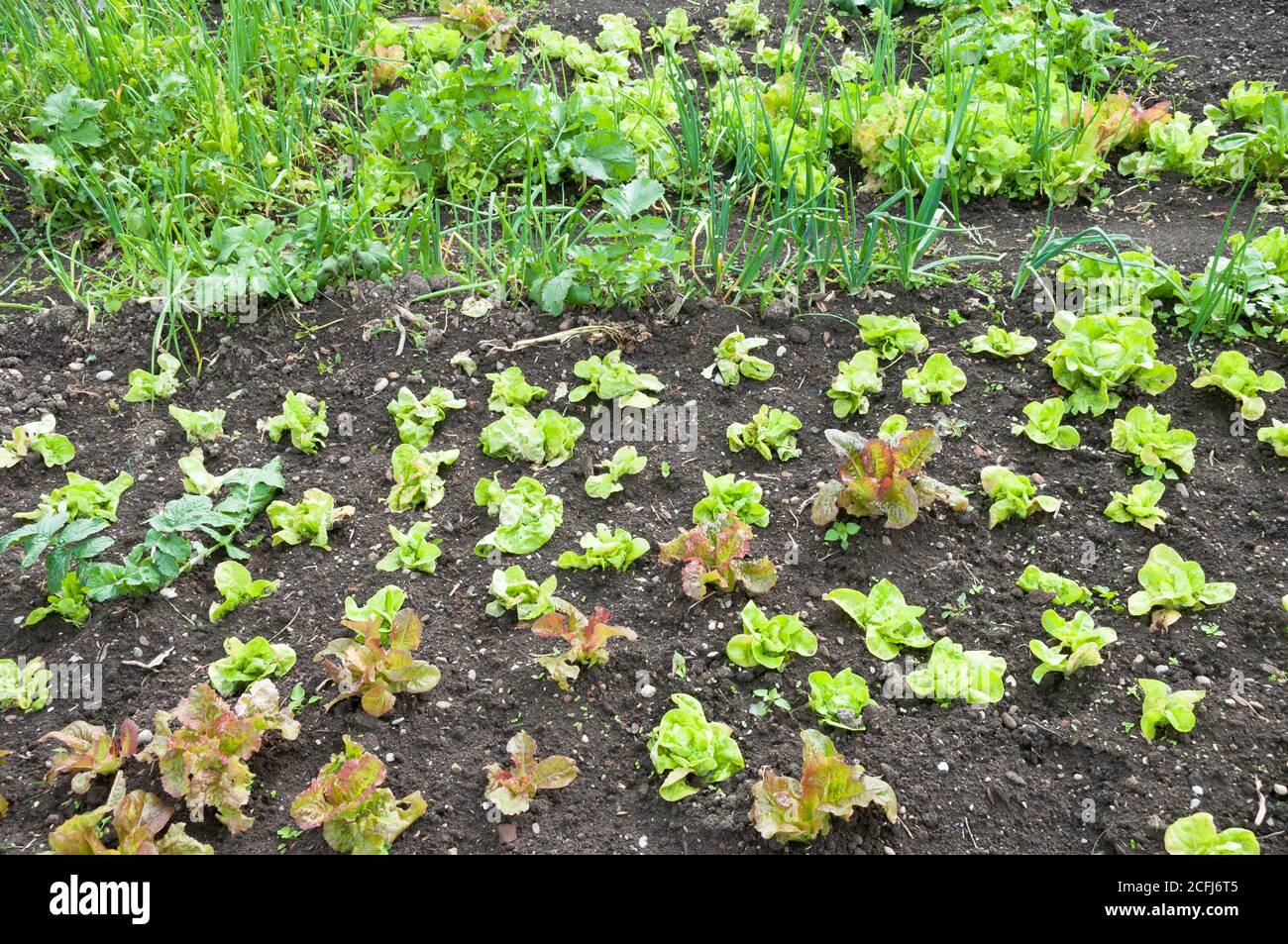 Frische junge grüne und rote Salat- und Frühlingszwiebel-Pflanzen auf einem sonnigen Gemüsegarten-Fleck. Vitamine gesunde biologische homegrown Frühling Bio - Stock Stockfoto
