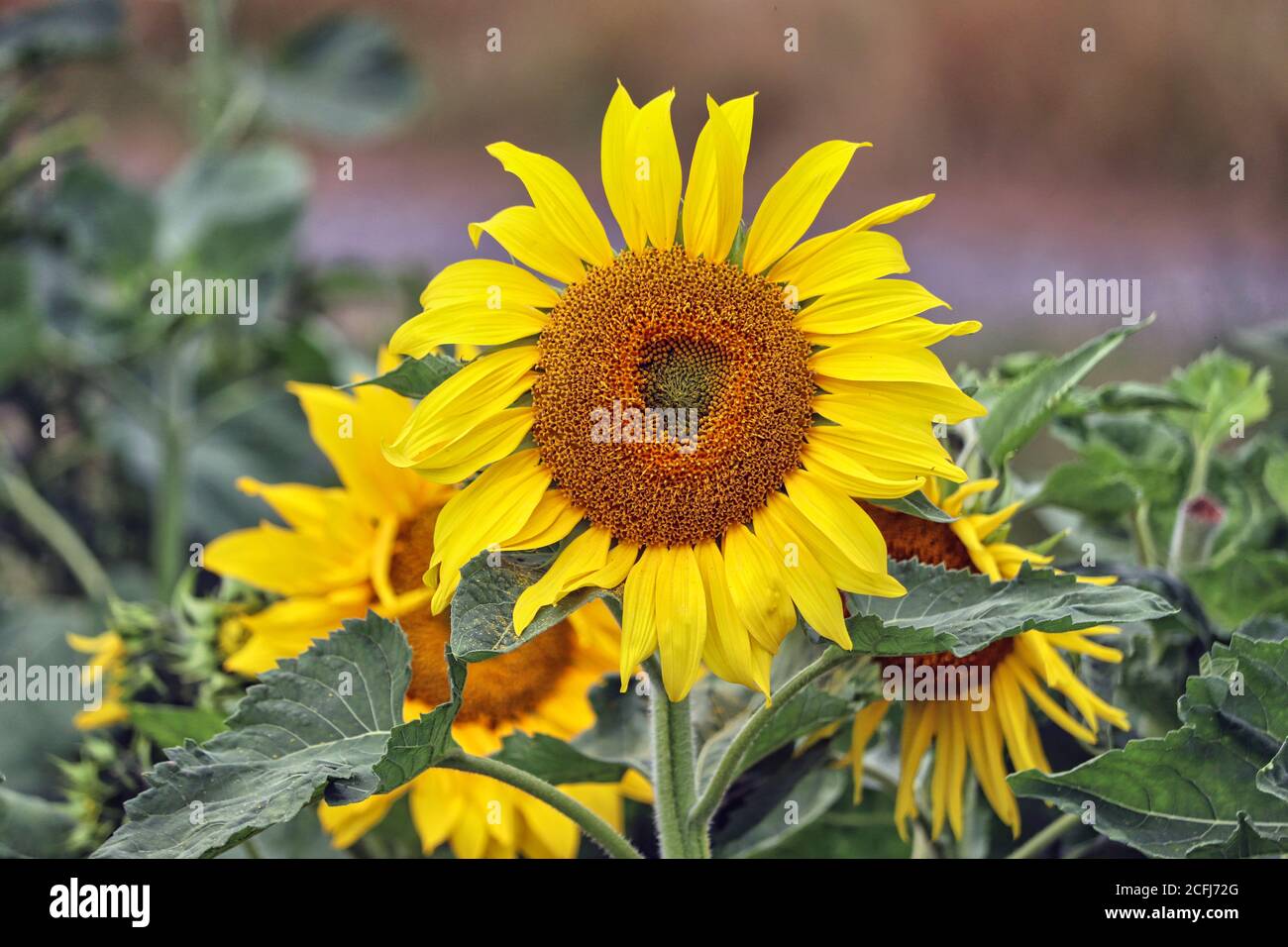Sonnenblumen Stockfoto