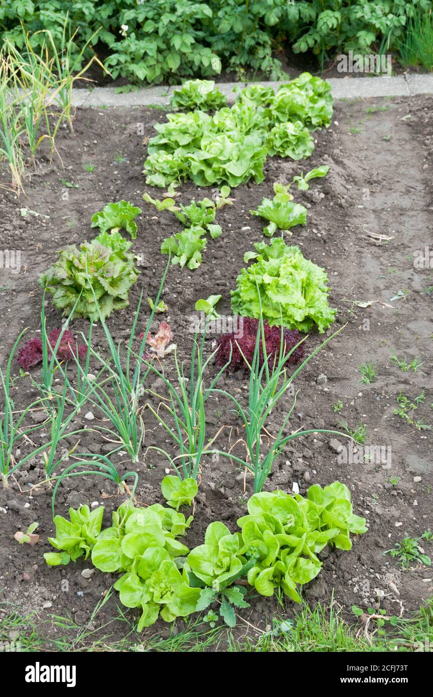 Frische junge grüne und rote Salat- und Frühlingszwiebel-Pflanzen auf einem sonnigen Gemüsegarten-Fleck. Vitamine gesunde biologische homegrown Frühling Bio - Stock Stockfoto