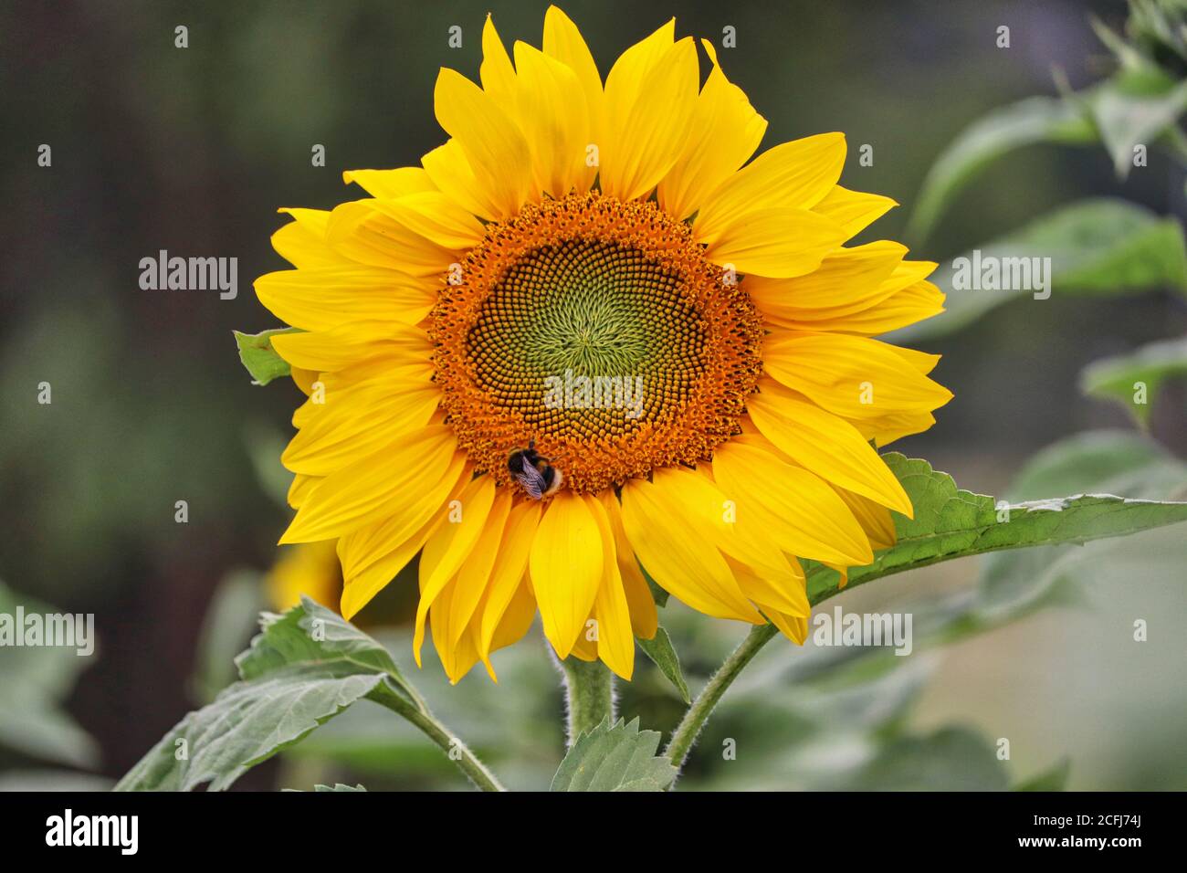 Sonnenblumen Stockfoto