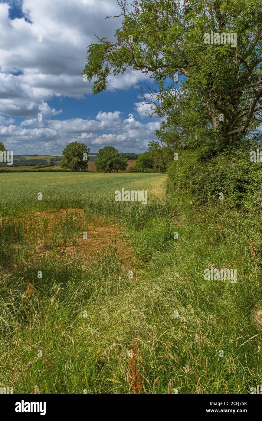 Blick auf die Landschaft zwischen den kleinen und großen Rissington Dörfern. Stockfoto