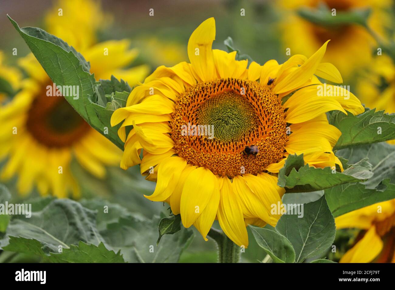 Sonnenblumen Stockfoto