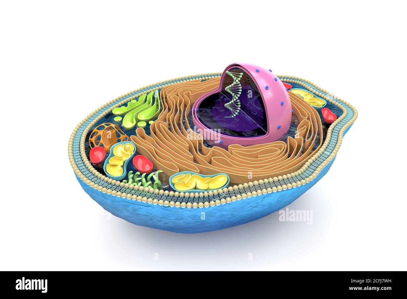 3D-Darstellung des menschlichen Zellquerschnitts, detaillierte farbenfrohe Anatomie, Draufsicht, weißer Hintergrund Stockfoto