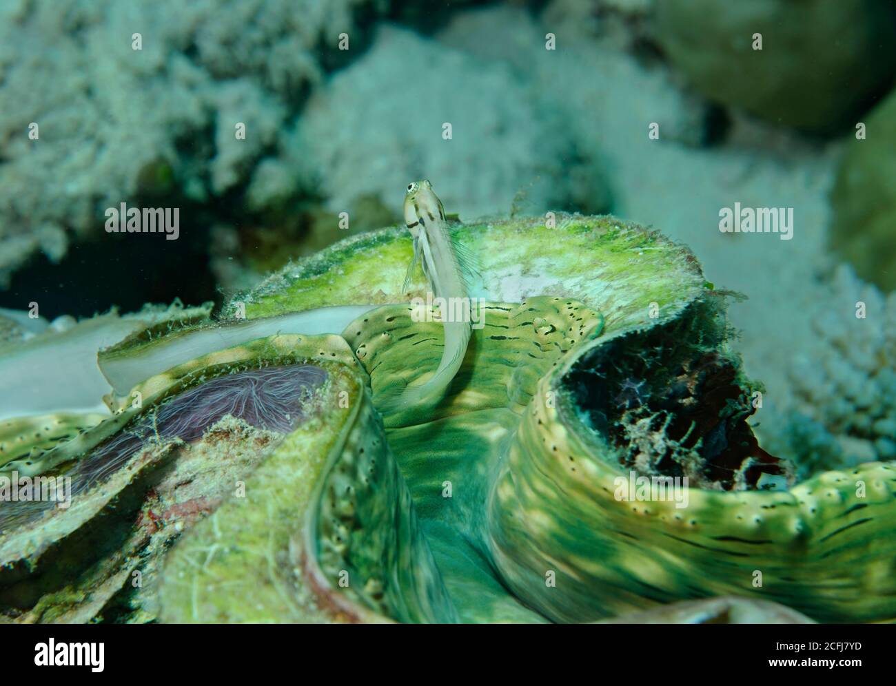 Kleiner Kobold-Blenny, Ecsenius lineatus, in Muschel, Bathala Island, Malediven Stockfoto