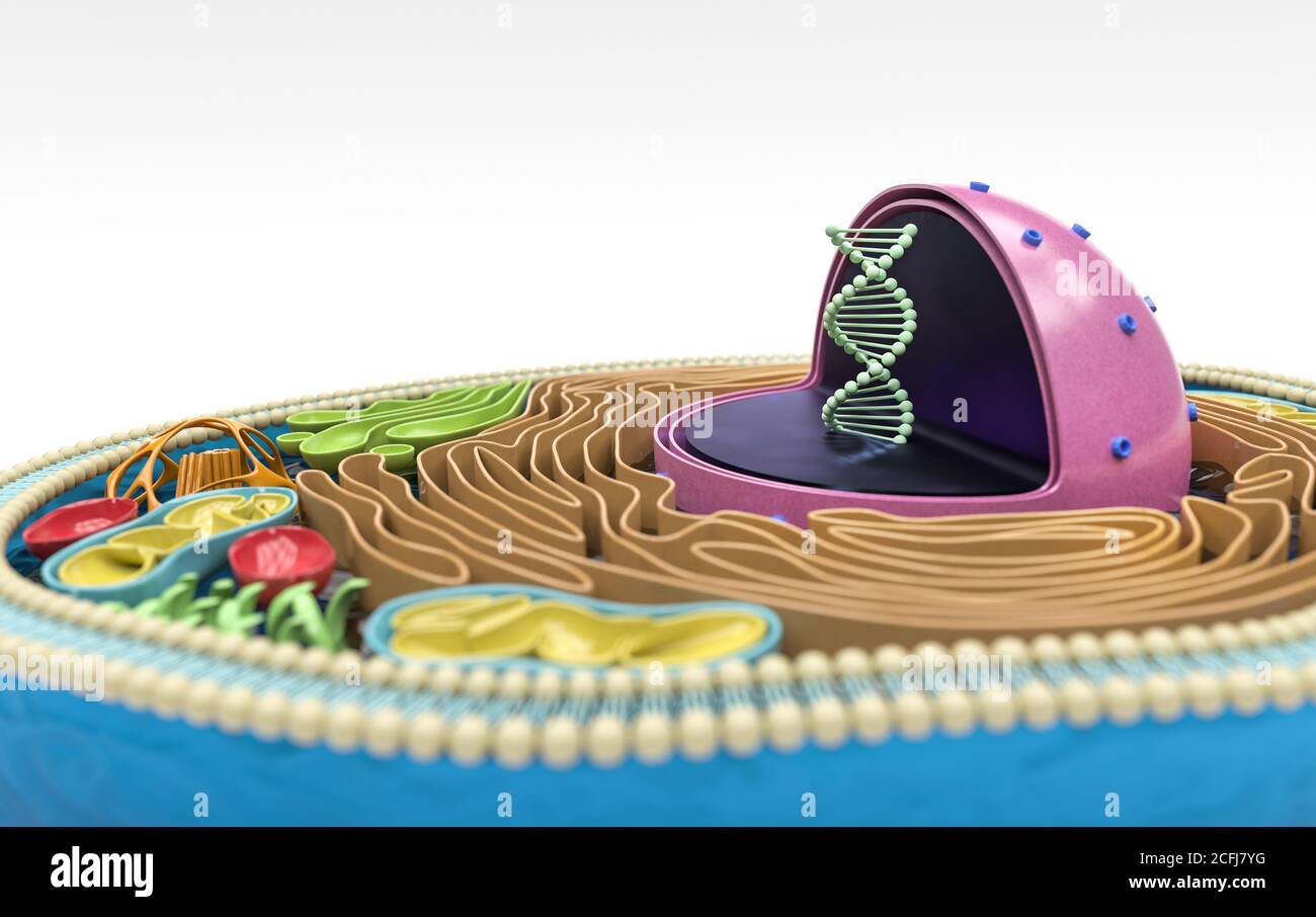 3D-Rendering des menschlichen Zellquerschnitts, detaillierte bunte Anatomie, weißer Hintergrund, Fokus auf DNA im Kern Stockfoto