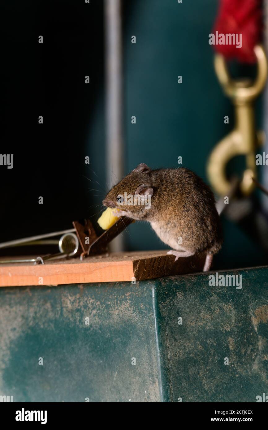 Herbst oder Herbst und die Mäuse kommen aus dem Kalt, und die Trap ist eingestellt Stockfoto