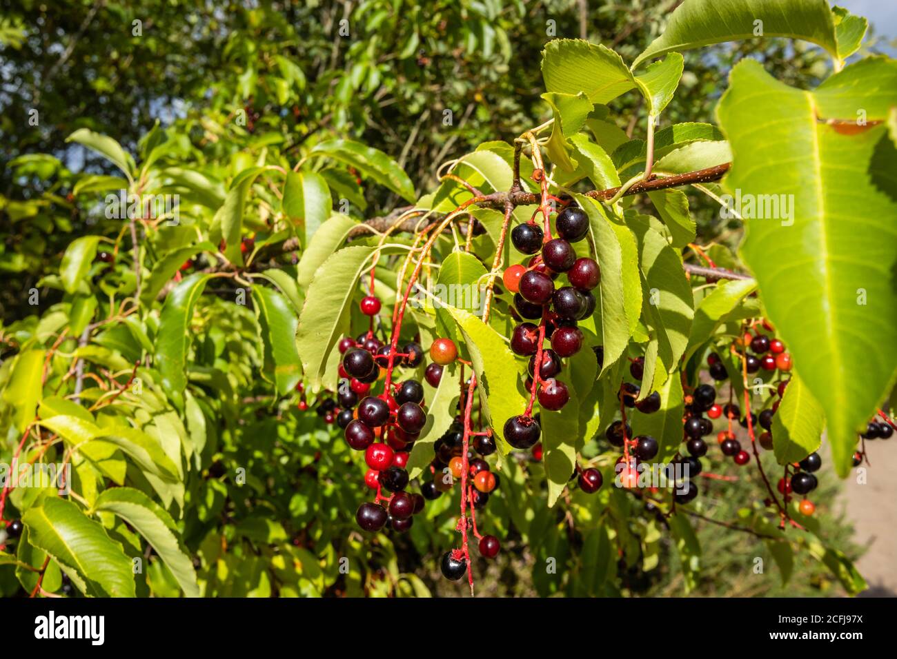 Rote bis dunkelrote Beeren von Prunus padus (Vogelkirsche, Hackberry, Hagberry oder Mayday Baum