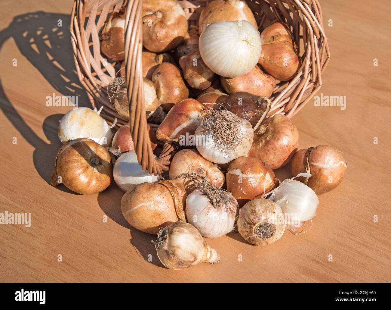 Verschiedene Blumenzwiebeln im Korb Stockfotografie Alamy