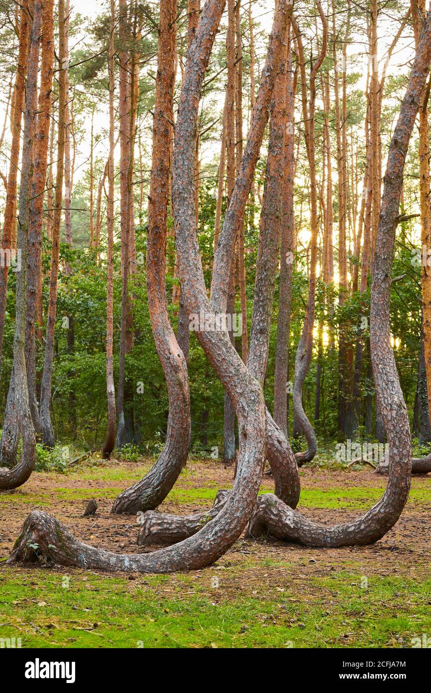 Seltsam geformte Kiefern im Crooked Forest bei Sonnenuntergang, selektiver Fokus, Polen. Stockfoto