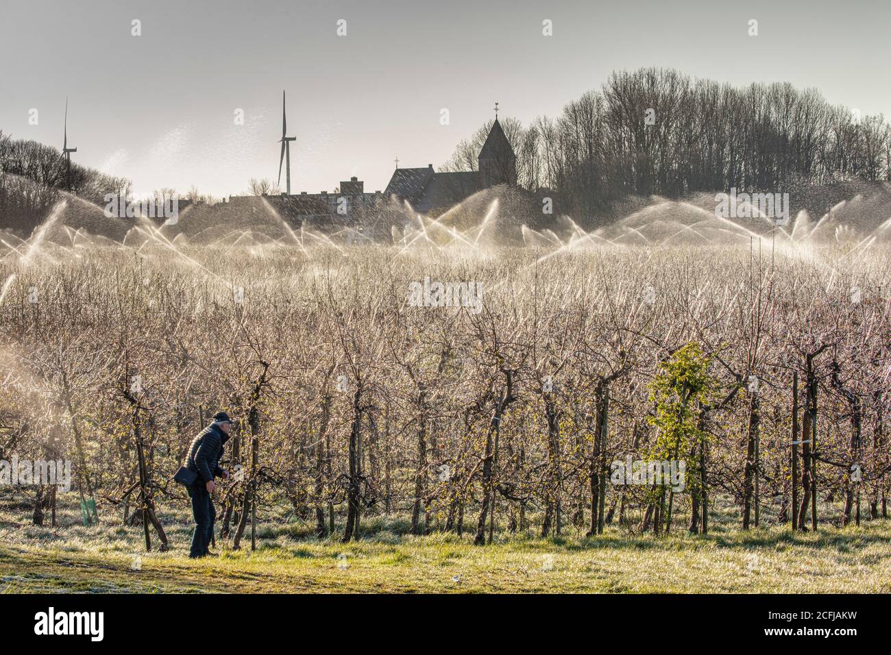 Die Niederlande, Buurmalsen. Apfelblüte. Die über-Baum-Sprinkleranlage schützt vor Frost, indem Wasser kontinuierlich klares Eis bildet. C Stockfoto