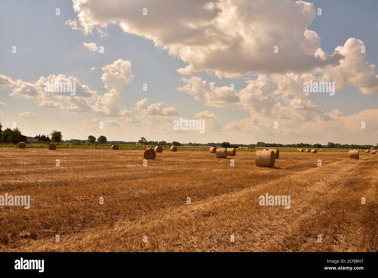 Strohballen nach der Ernte in Stoppeln unter blauem Himmel und weißen Wolken. Herbst. Stockfoto