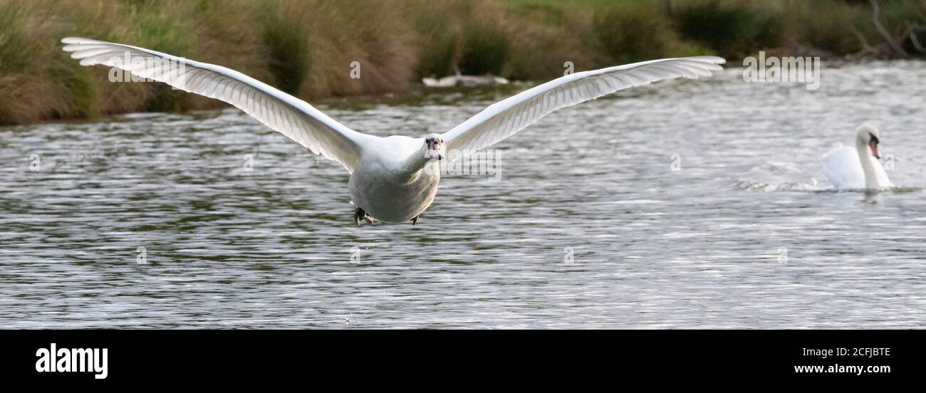 Ein eleganter Stumme Schwan fliegt tief über einem See im Buschy Park, West London Stockfoto