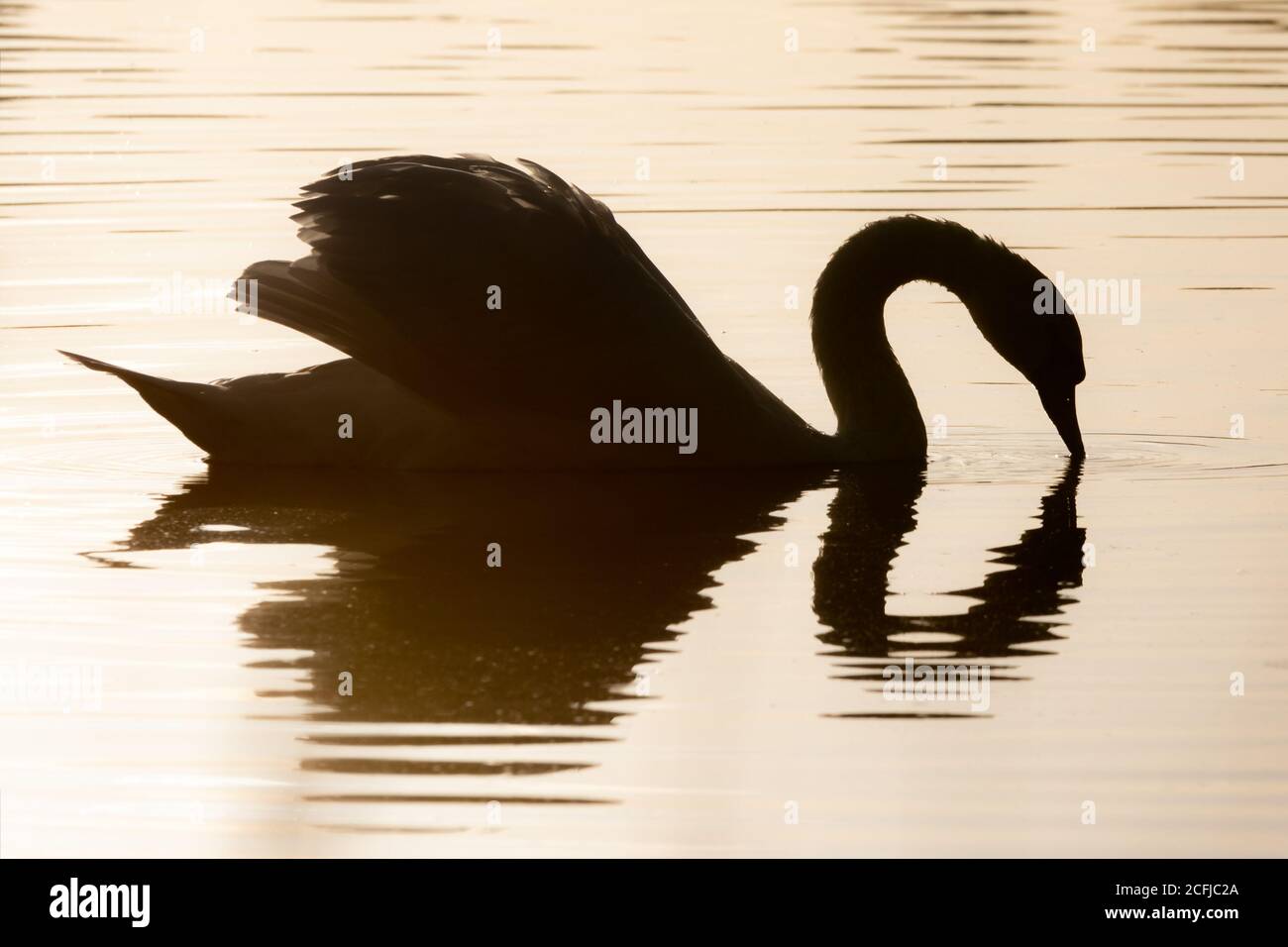 Ein Schwan ernährt sich von der Oberfläche eines ruhigen Sees im Buschy Park, West London Stockfoto