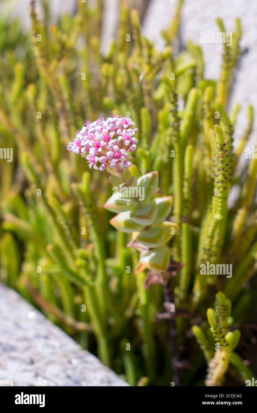 Crassula Grüne Pagode suculenta mit rosa Blume Stockfoto