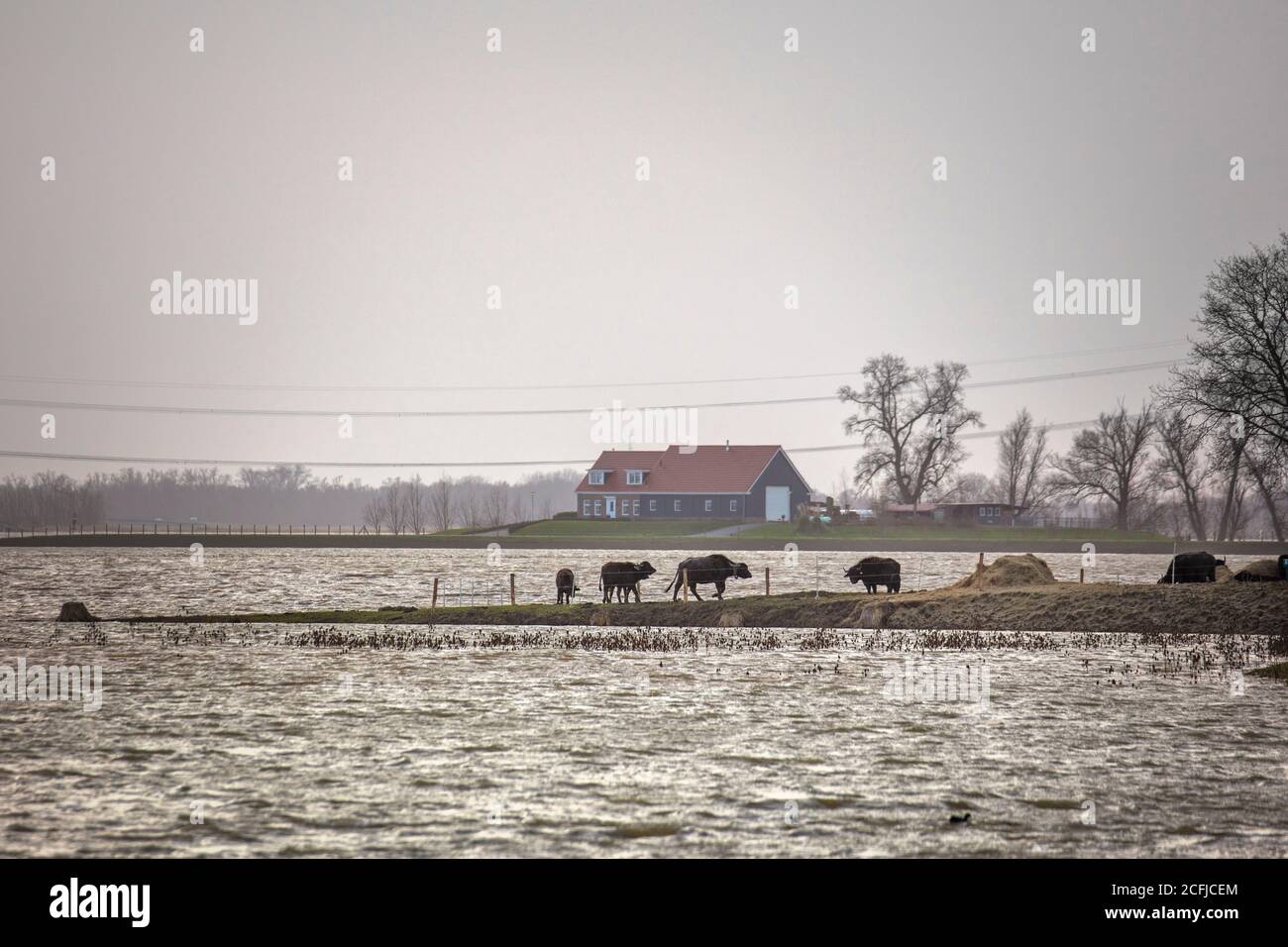 Niederlande, Werkendam, Nationalpark De Biesbosch. Absichtliche Überschwemmung des Polders Noordwaard. Raum für das River-Projekt. Isolierte Farm. Wate Stockfoto