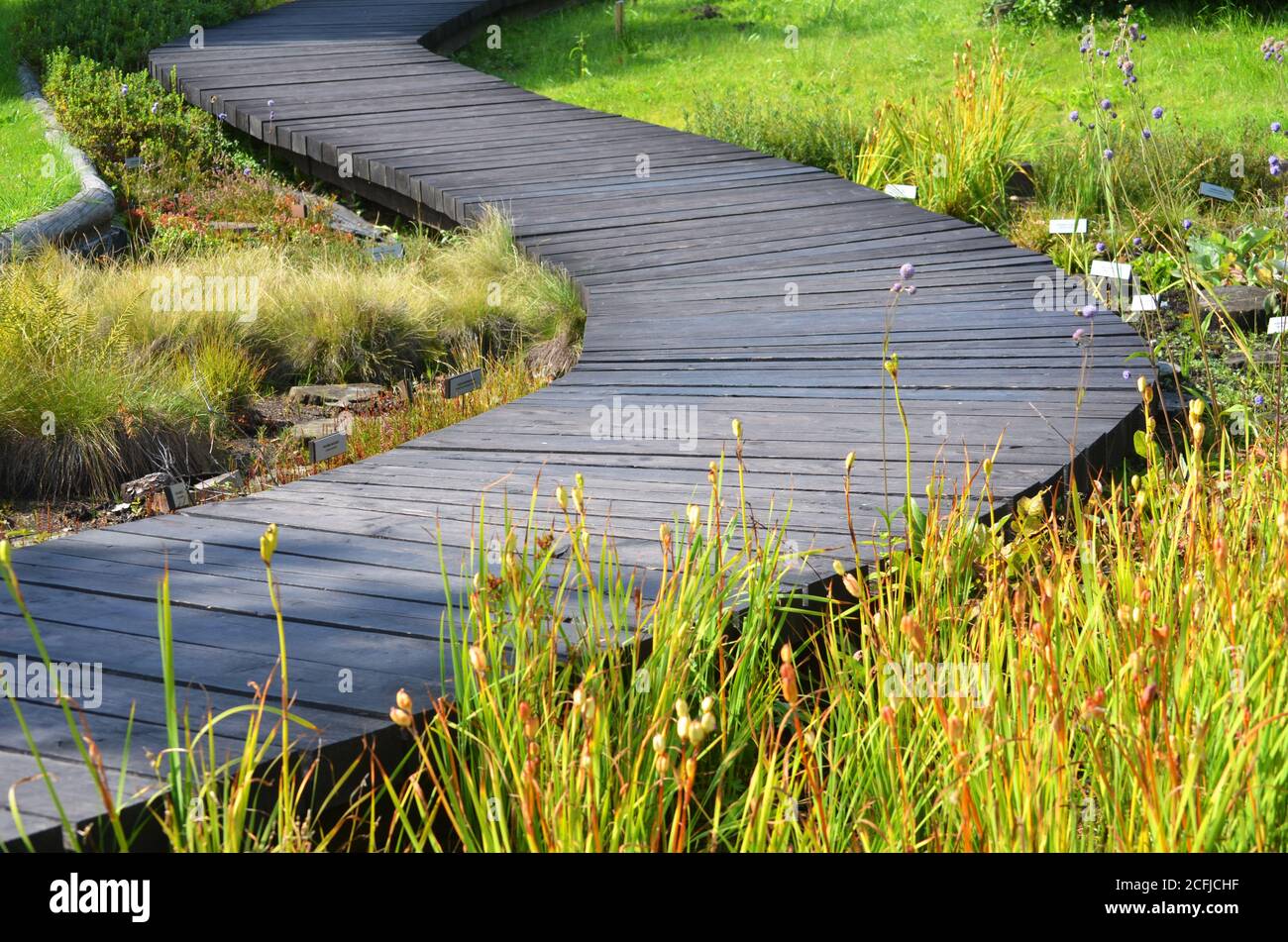 Geschwungener Holzweg mit Pflanzen und Gras, die in der Umgebung wachsen botanischer Garten Stockfoto