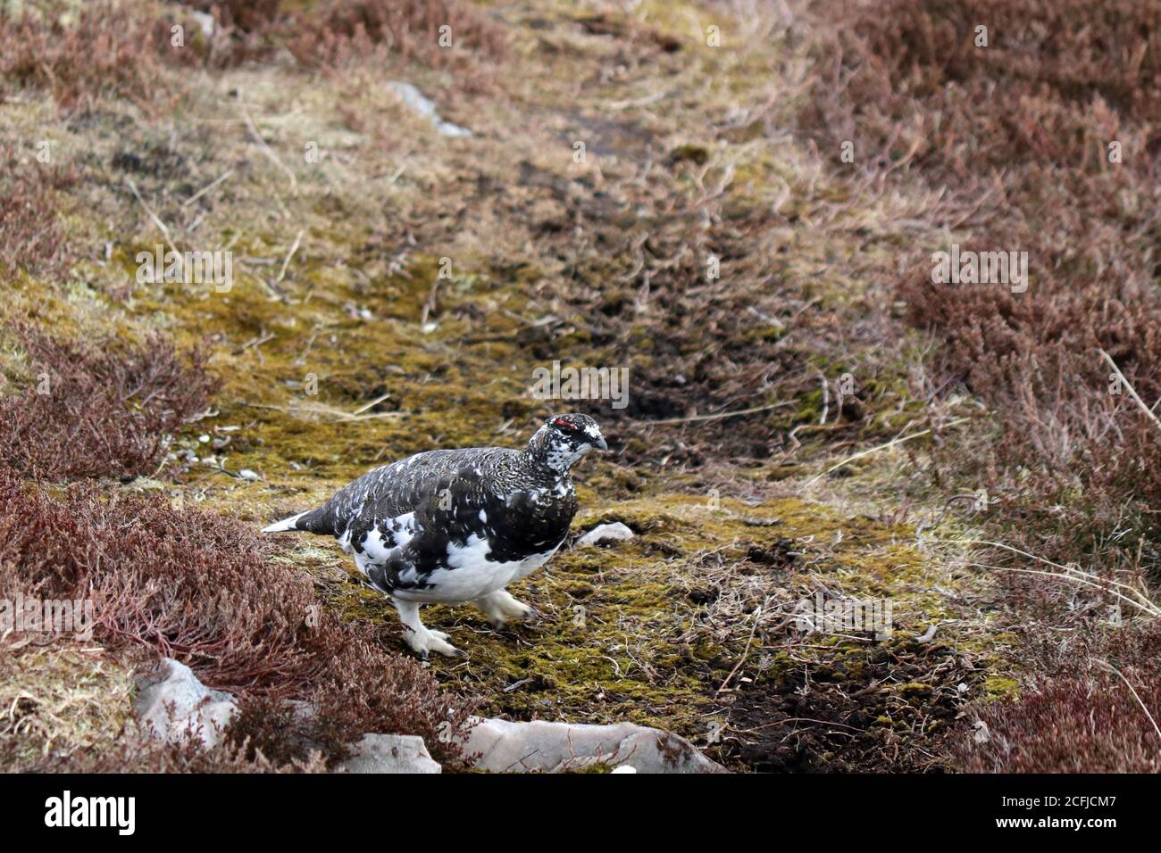 Rock Ptarmigan in den schottischen Highlands Stockfoto