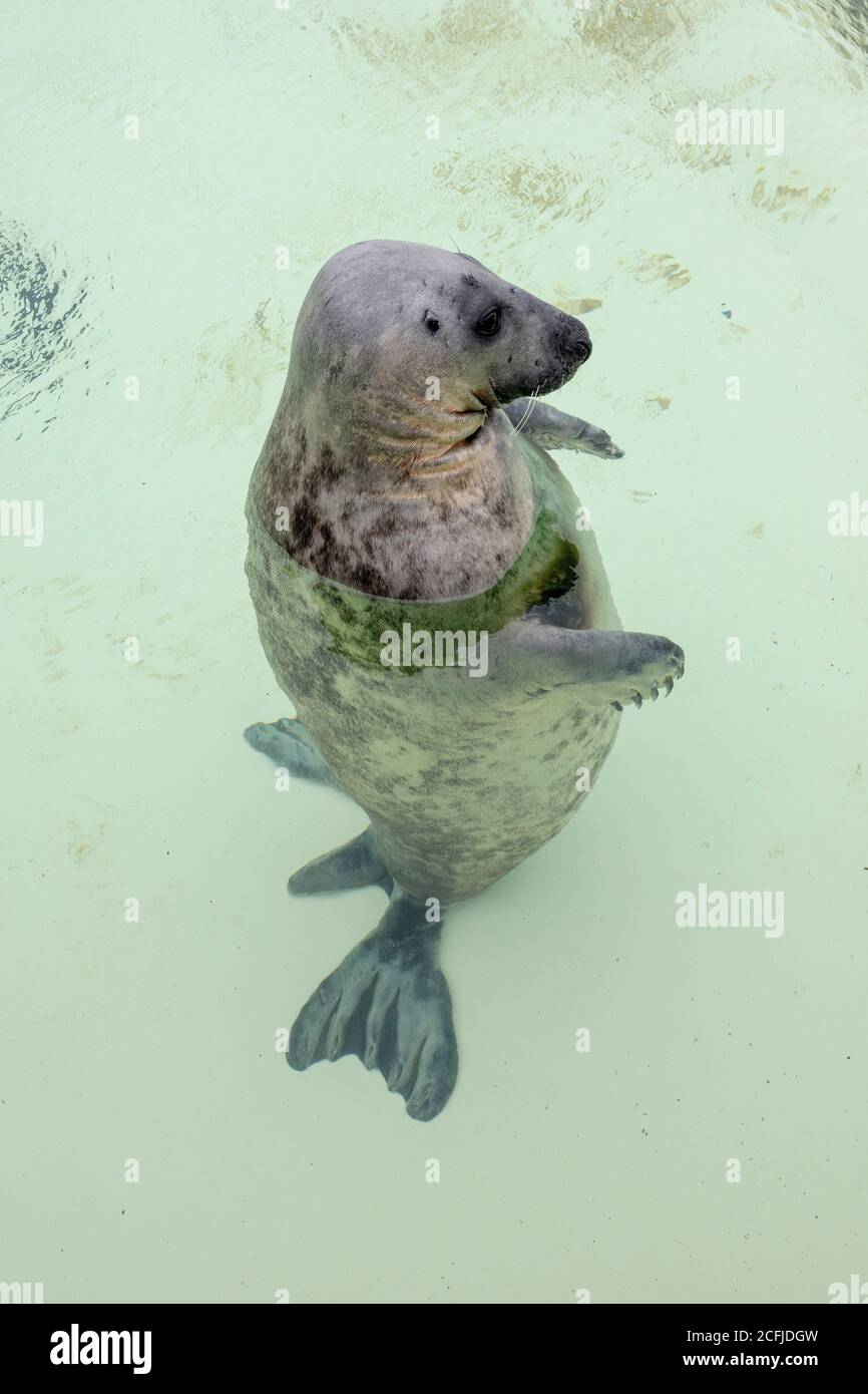 Niederlande, Texel, De Koog. Ecomare, Informationszentrum für Wattenmeer und Nordsee, Naturkundemuseum und Seehund- und Schweinswal-Sanktua Stockfoto