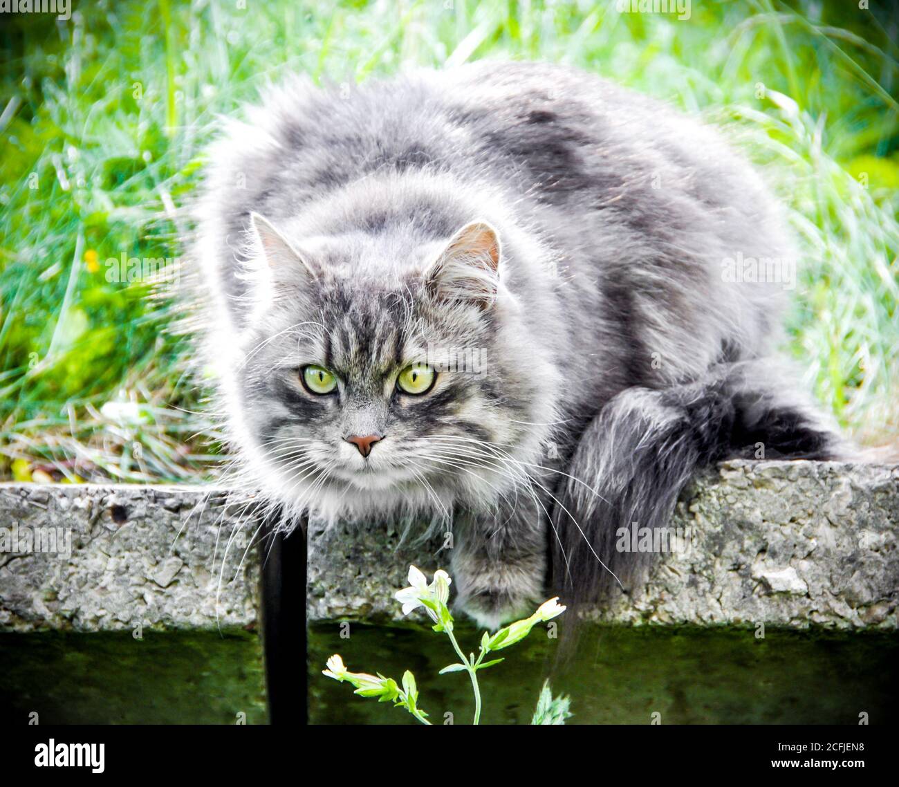 Rauchige graue Katze sitzt auf Natur grünen Hintergrund Stockfoto