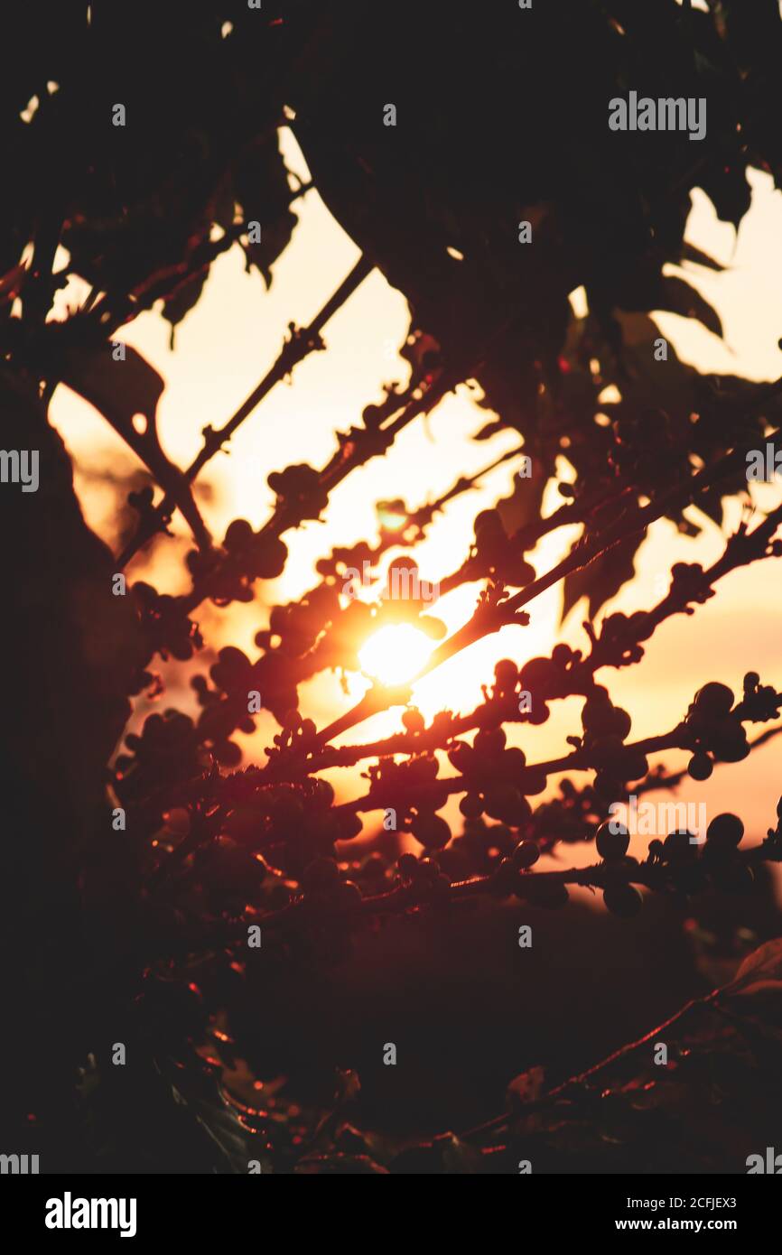 Sonnenuntergang auf Kaffee Obst Pflanze, Feld Bauernhof Hintergrund. Dramatische Aussicht. Stockfoto
