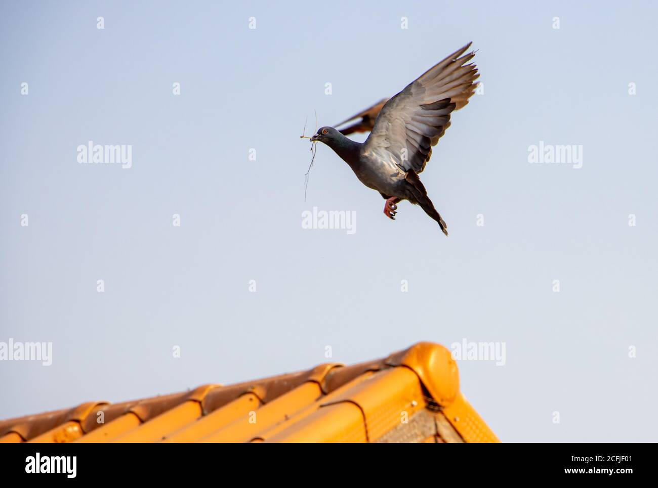 Taube gegen einen blauen Himmel mit Zweig zum Bau Nest in seinem Schnabel. Fliegende Taube landet auf rotem Dach. Stockfoto