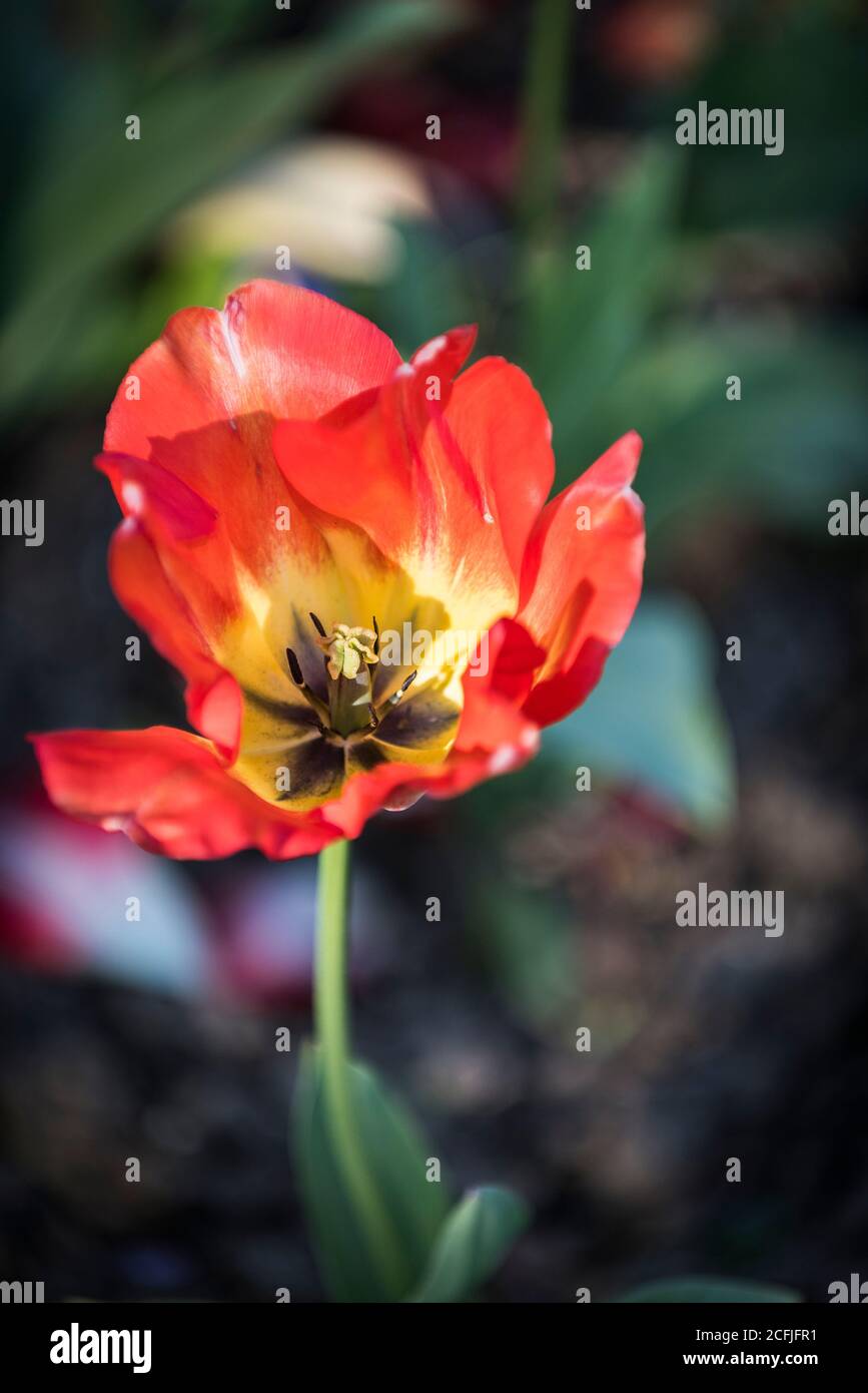 Die Staubgefäße und Pistillen einer Tulpenblume Tulipa. Stockfoto