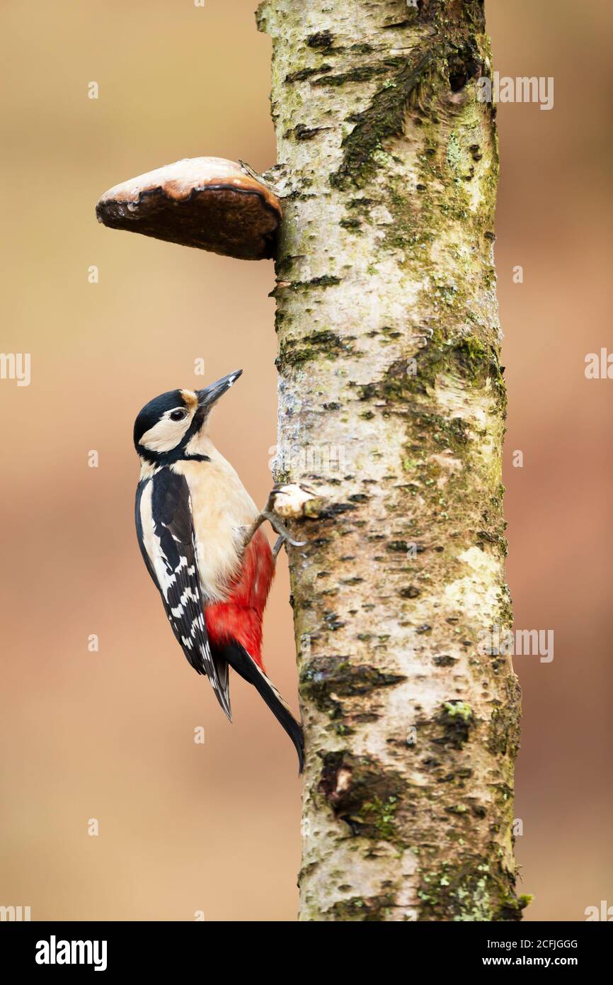 Nahaufnahme eines Buntspechtes (Dendrocopos major), der auf einer moosigen Birke unter einem Baumpilz thront, Großbritannien. Stockfoto