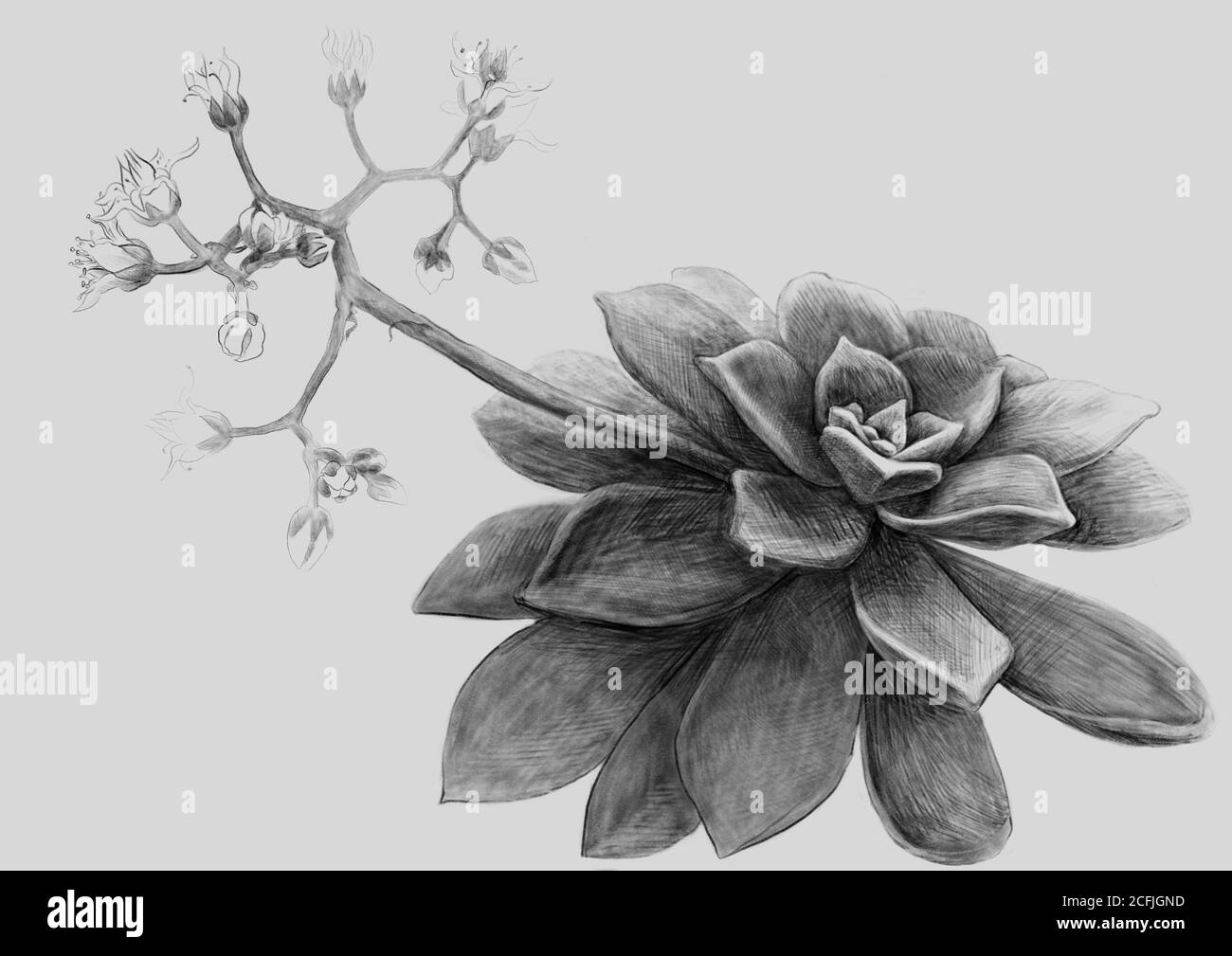Illustration einer saftig blühenden Handzeichnung mit einem Graphitstift. Skizze der Pflanze monochrom. Vintage-Kunst isoliert auf weißem Hintergrund Stockfoto