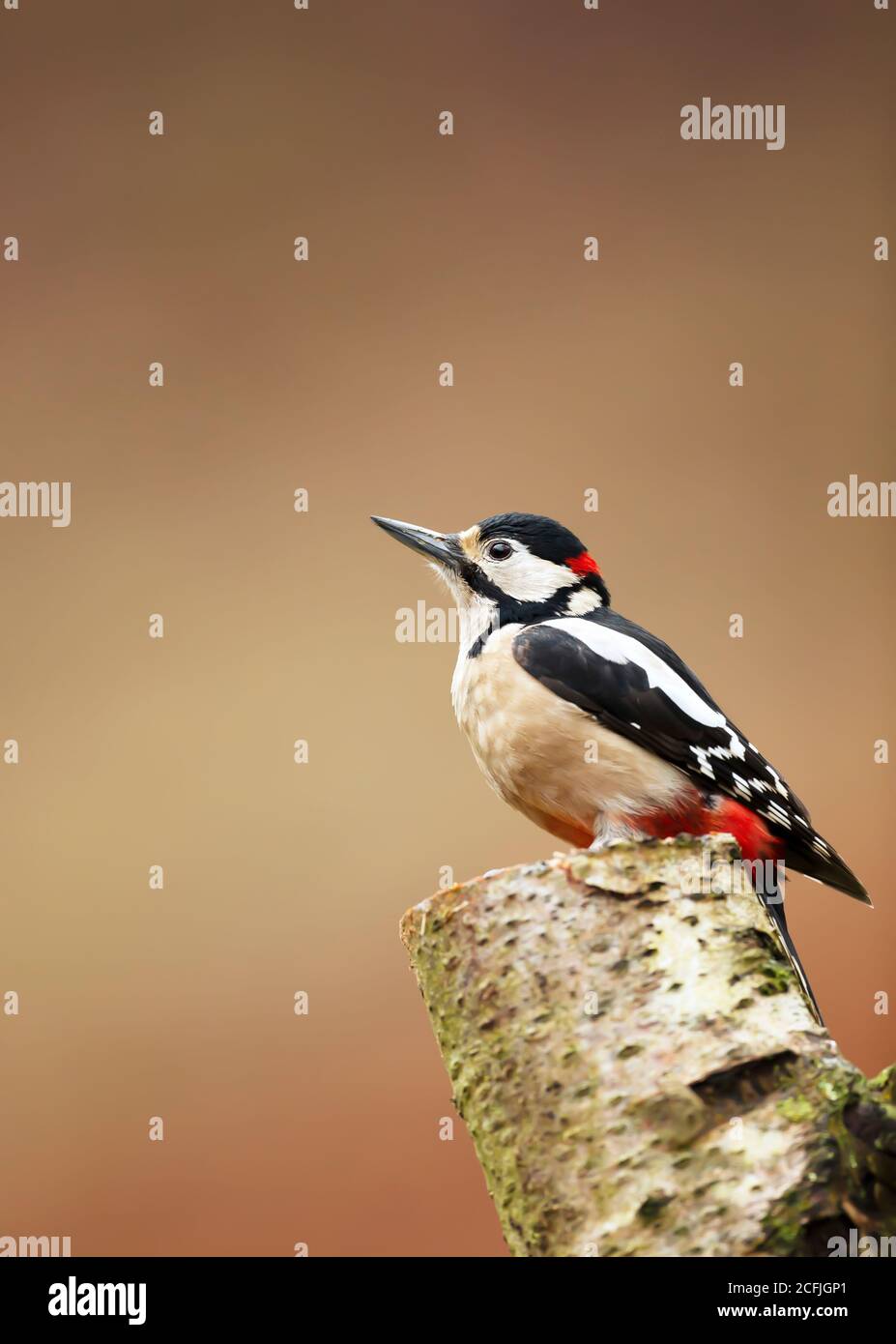 Nahaufnahme eines Buntspechtes (Dendrocopos major), der auf einer moosigen Birke vor klarem Hintergrund thront, Großbritannien. Stockfoto