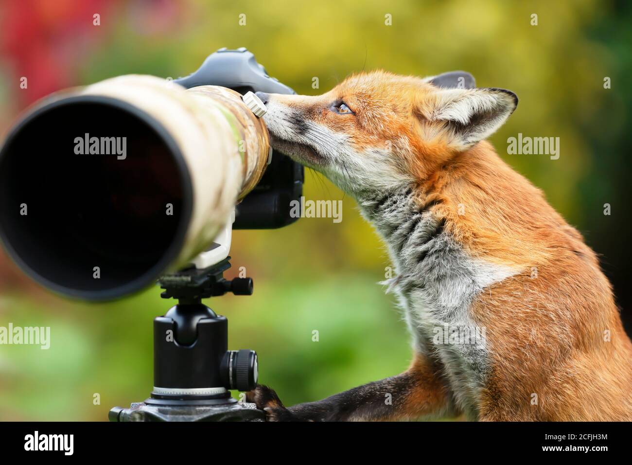 Nahaufnahme eines Rotfuchses (Vulpes vulpes), der Fotokamera inspiziert, Vereinigtes Königreich. Stockfoto