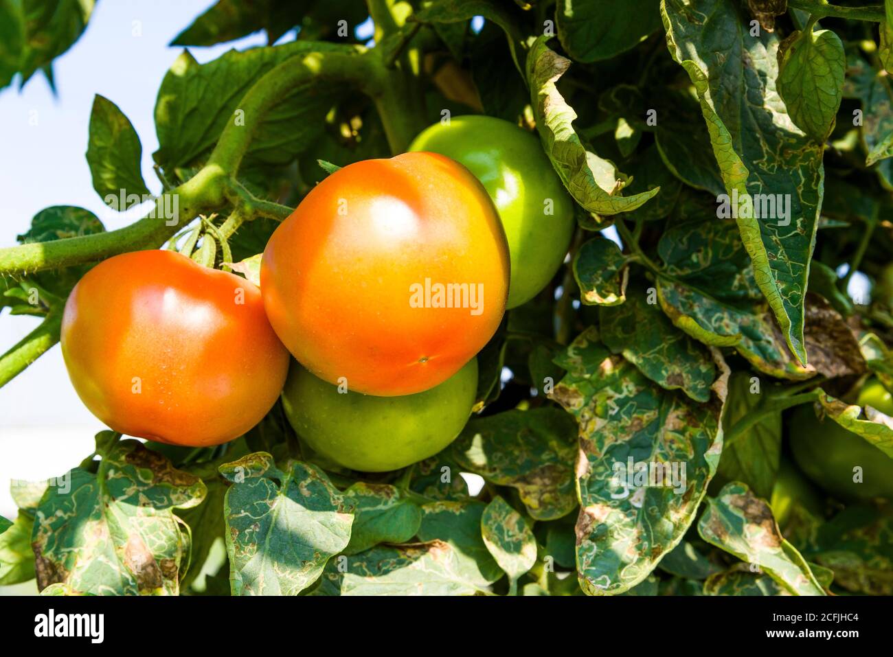 Zweig der frischen Tomaten hängen auf Bäumen in der Bio-Farm. Stockfoto