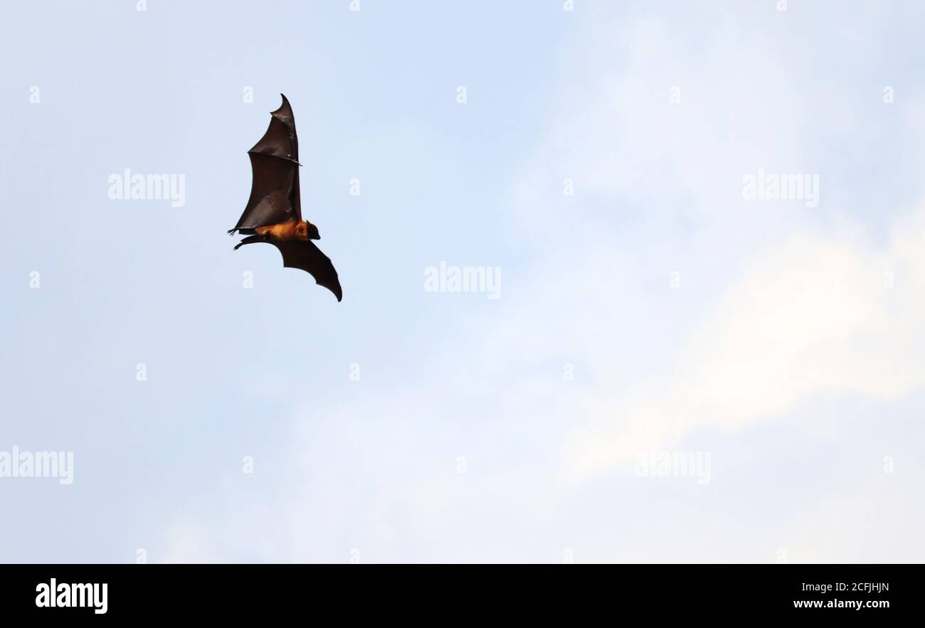 Fledermaus fliegt am Himmel mit offenen Flügeln Stockfoto