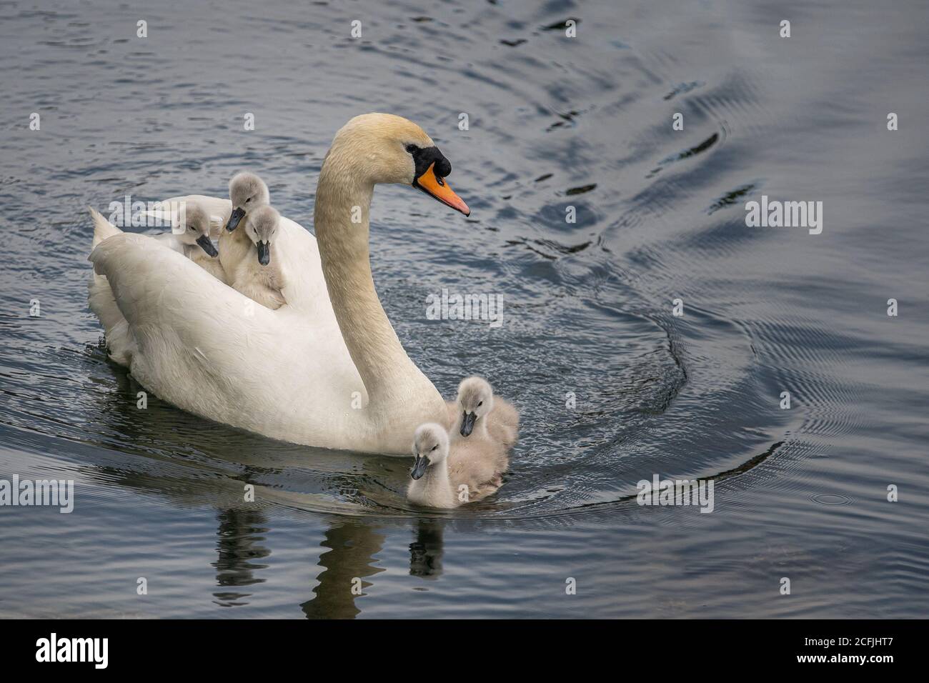 Der stumme Schwan trägt Cygnets auf dem Rücken Stockfoto