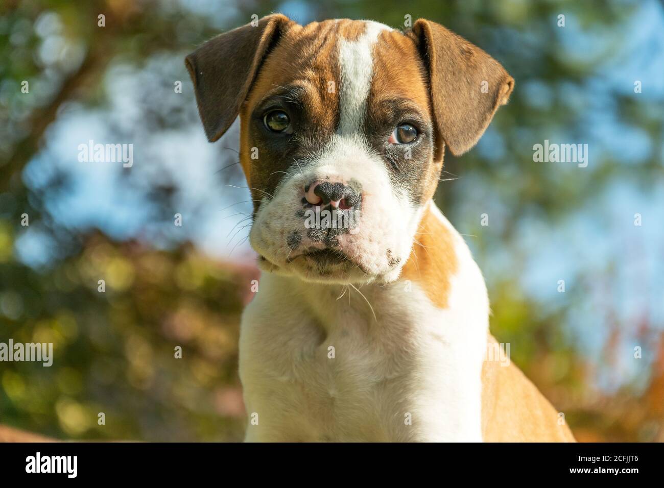 Porträt eines Welpen Hund mit einem lustigen Gesicht Stockfoto