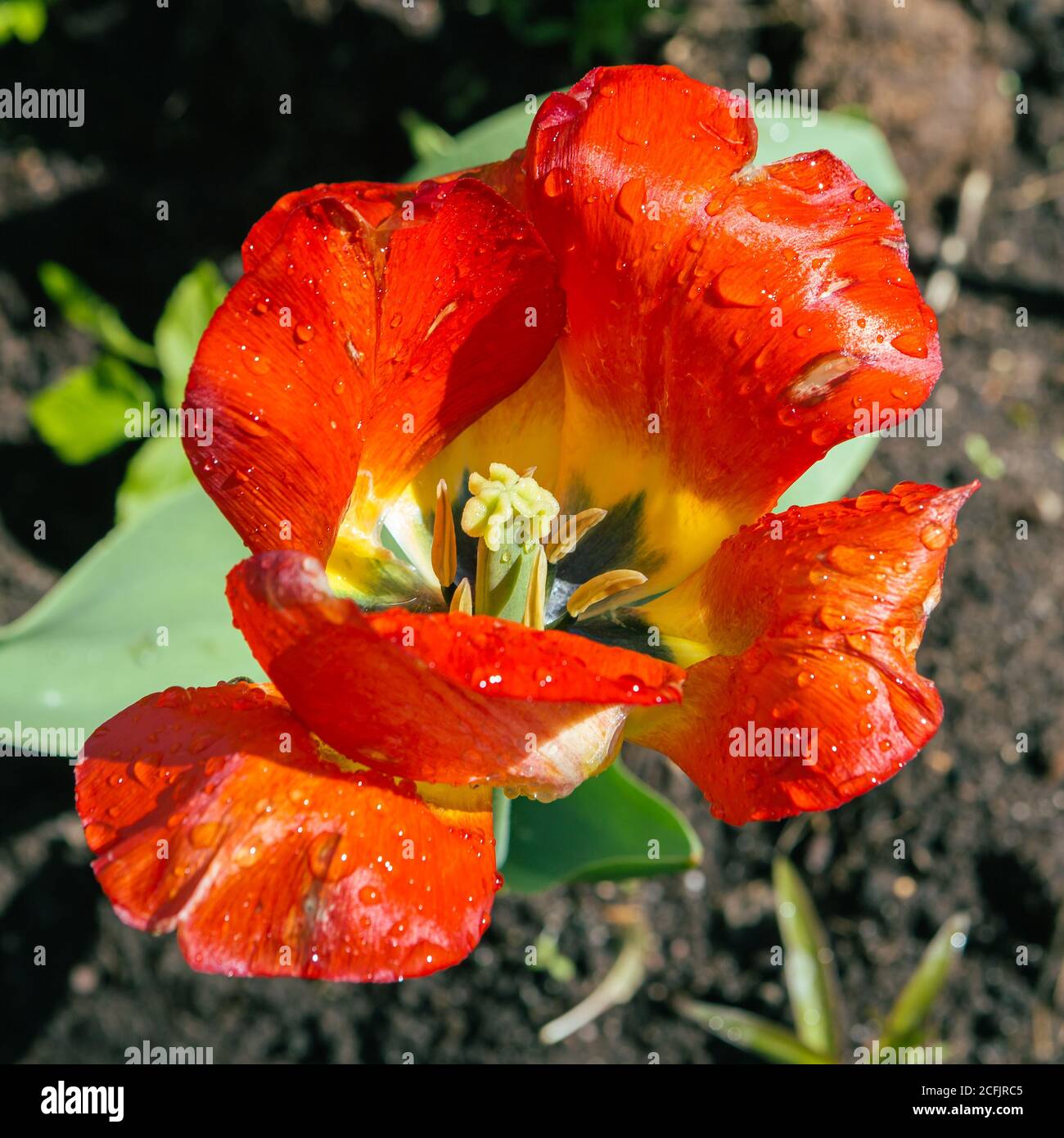 Rote Tulpe mit Regentropfen auf den Blütenblättern Stockfoto