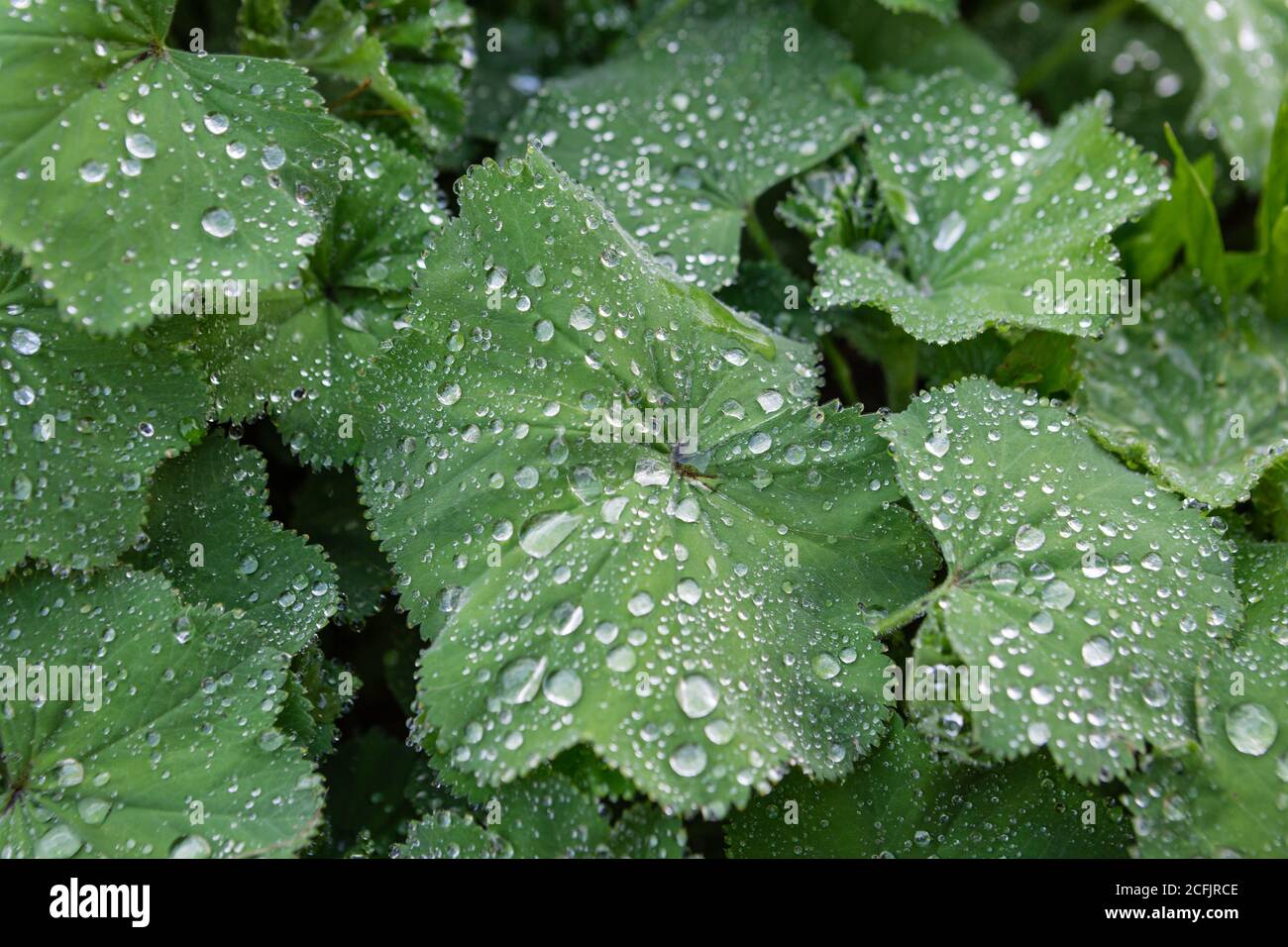 Gartenpflanzen mit Regentropfen auf Blättern Stockfoto