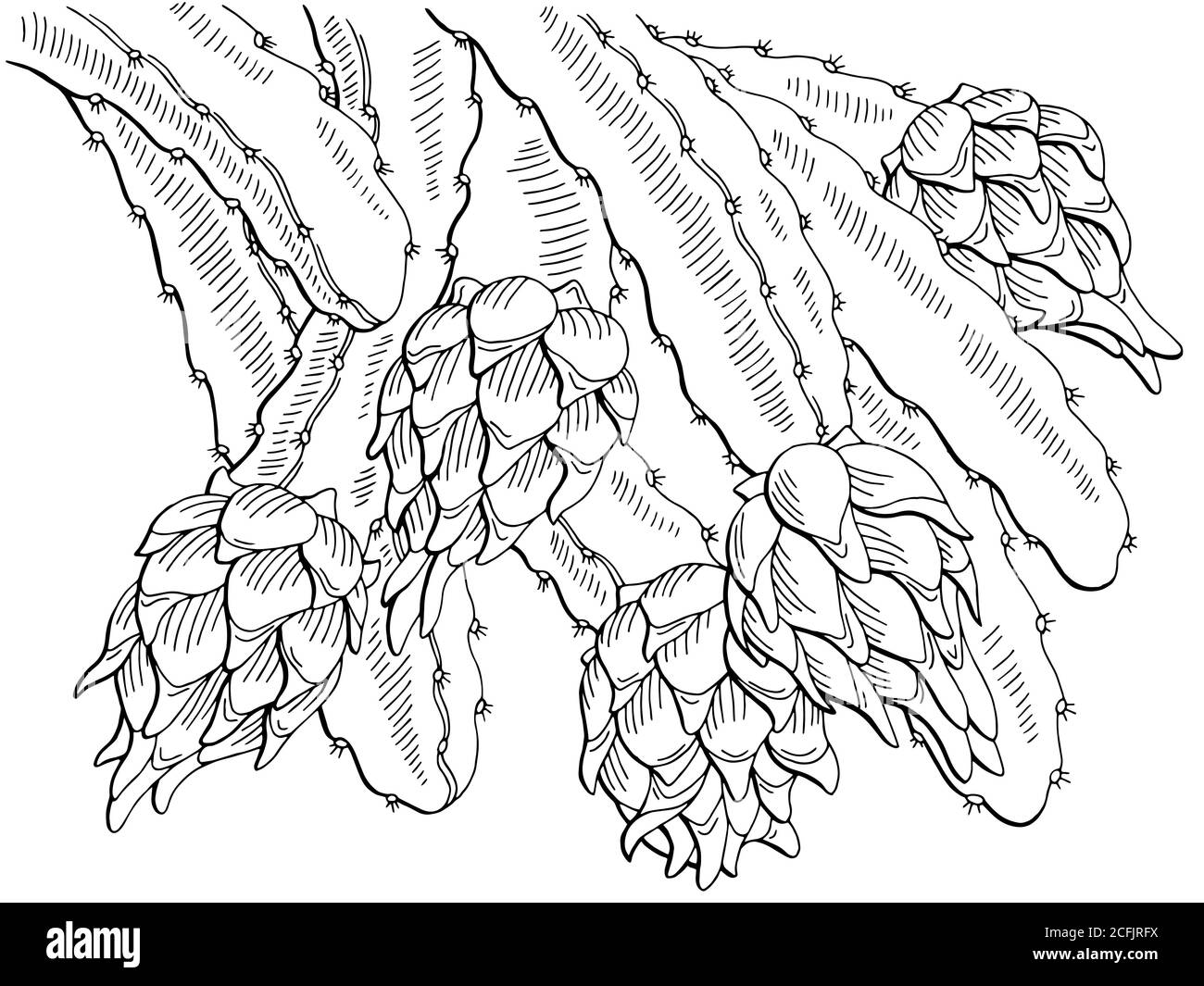 Pitaya Drachen Frucht Grafik Zweig schwarz weiß isoliert Skizze Illustration vektor Stock Vektor