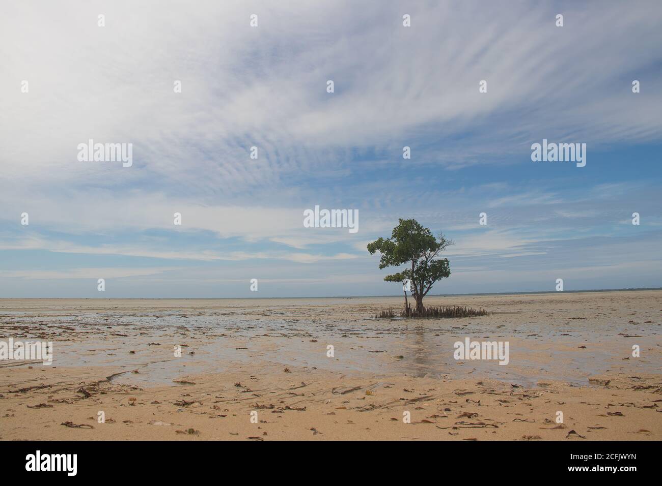 Einsamer Baum am Ufer des Indischen Ozeans in der Zeit der Ebbe. Mozambigue, Mecufi Beach, in der Nähe von Pemba City Stockfoto