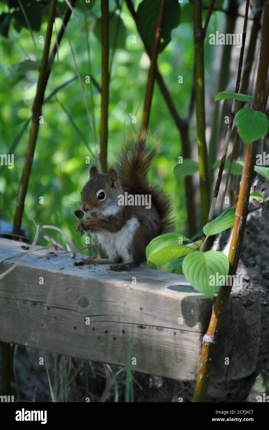 Rotes Baby-Eichhörnchen aufgenommen in Honey Harbor, Ontario CA Stockfoto