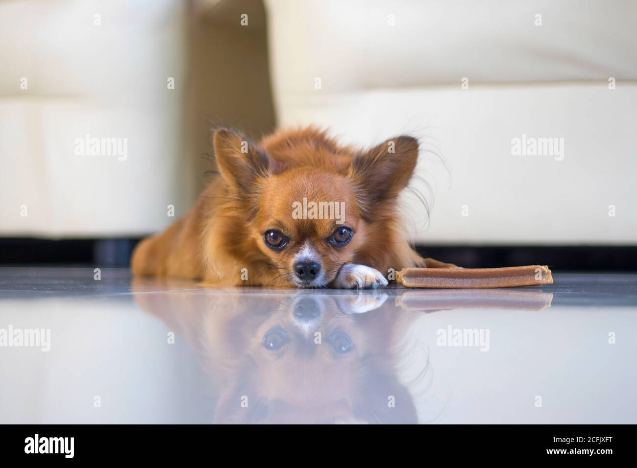 Der chihuahua lag auf dem Boden und starrte vorwärts. Stockfoto