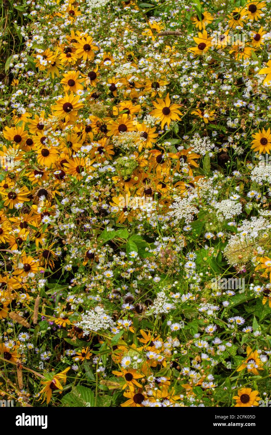 Wiese Wildblumen einschließlich Black-eyed Susan, Queen Ann's Lace, und Daisy Fleabane wachsen natürlich in einer wilden Sommerwiese in Pennsylvania Pocon Stockfoto