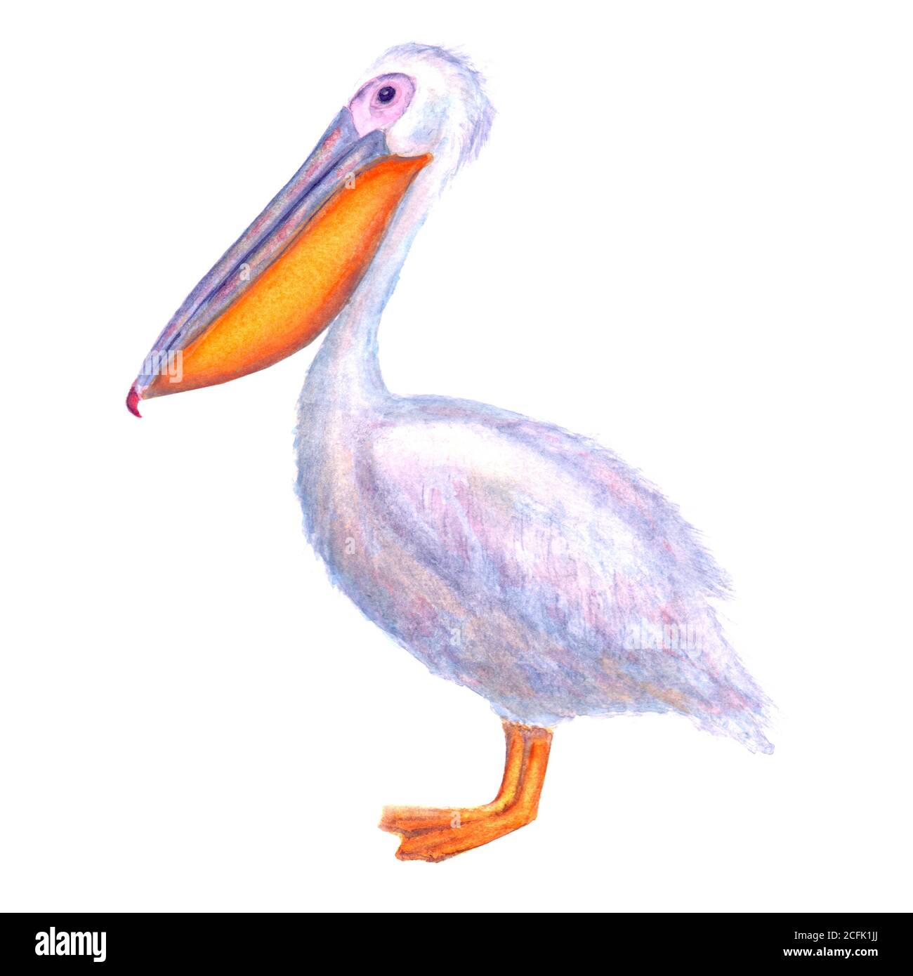 Pelican Aquarell. Weißer Pelikan. Handgezeichnet Aquarell Vogel isoliert auf weißem Hintergrund. Abbildung des Ozeanvogels. Schablonendruck für Poster, T-shi Stockfoto
