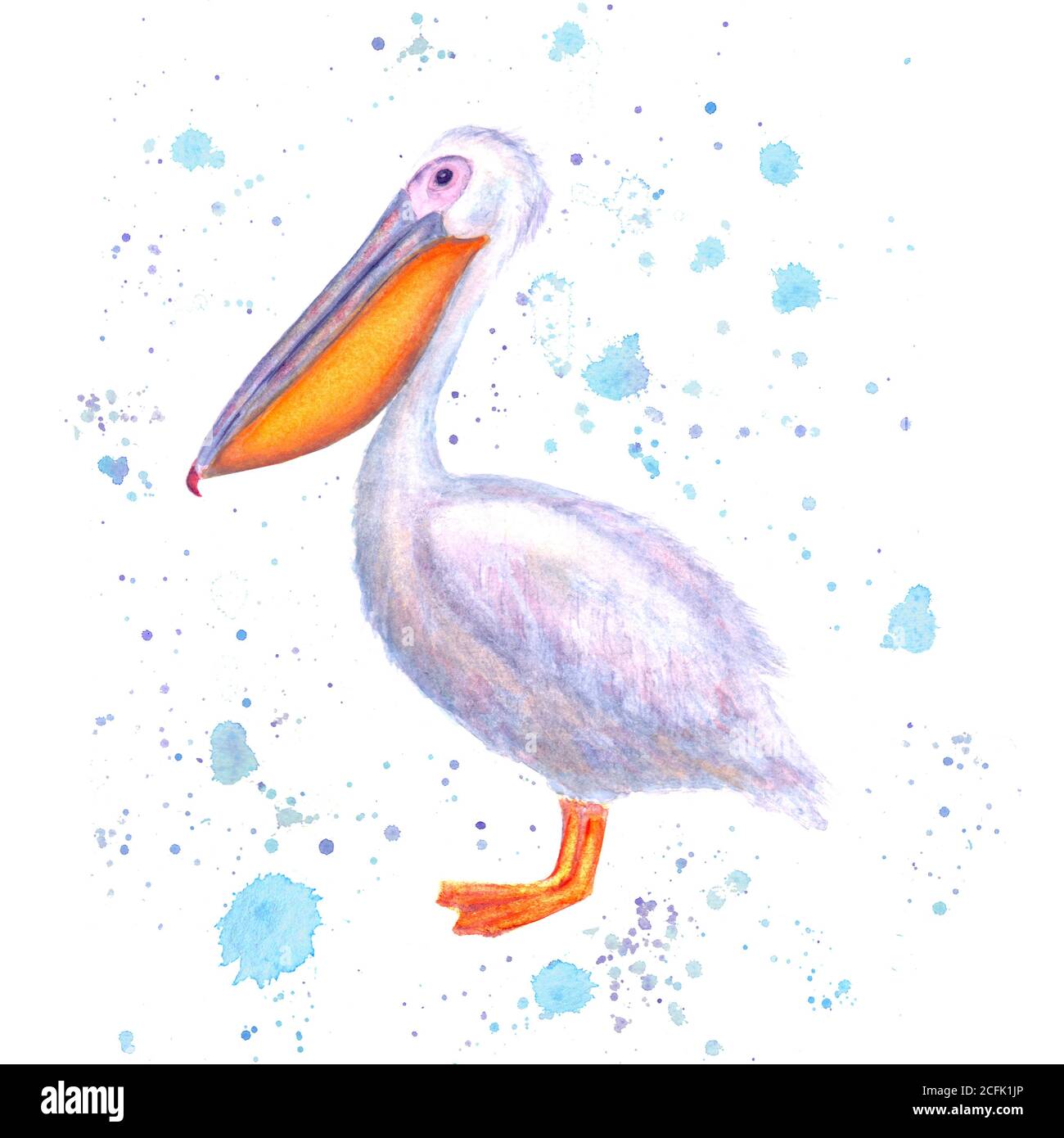 Pelican Aquarell. Handgezeichneter weißer Vogel mit Wasserfarbe blau Spritzer isoliert auf weißem Hintergrund. Abbildung des Ozeanvogels. Vorlagendruck für Pos. Stockfoto