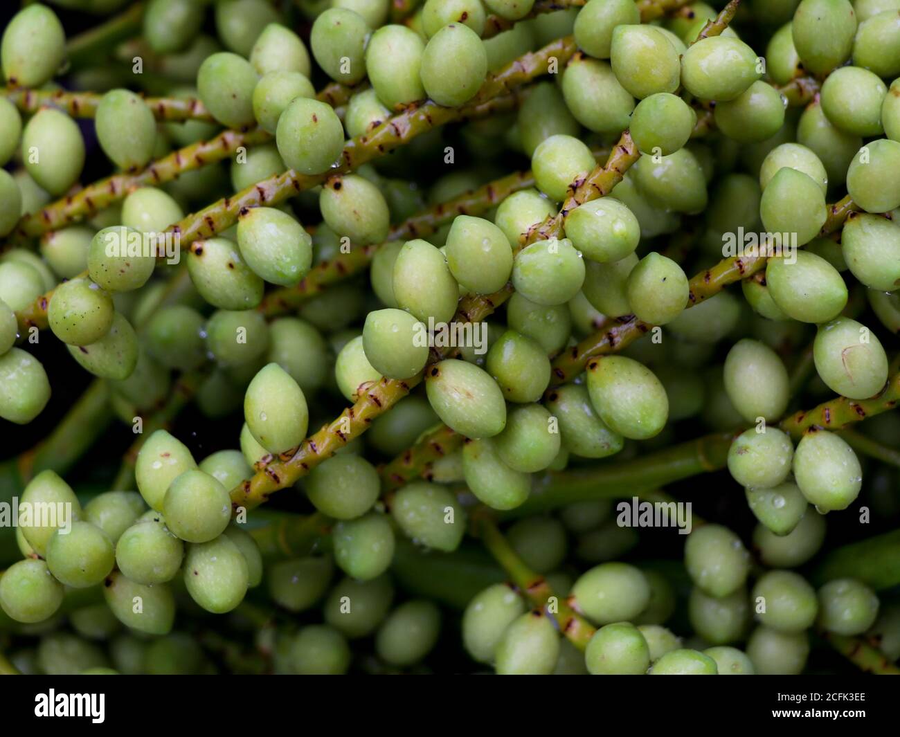Nahaufnahme von Palmennüssen mit Regentropfen, selektiver Fokus Stockfoto