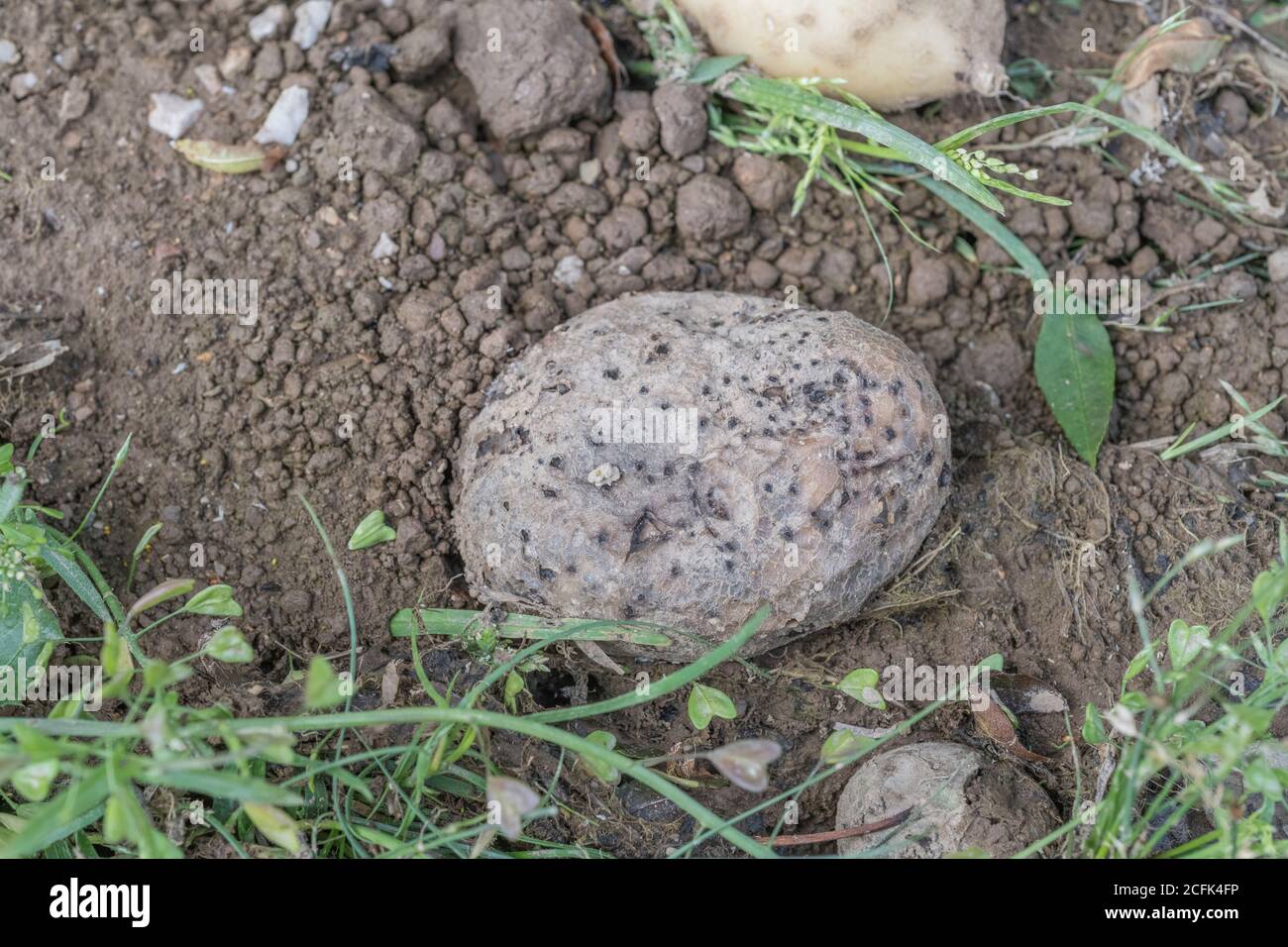 Krankheitsschäden / erkrankte Kartoffel. Unsicher, ob dies das Ergebnis von Hautfleck, Kartoffelzystennematode oder einem anderen langweiligen Insekt sein könnte. Stockfoto