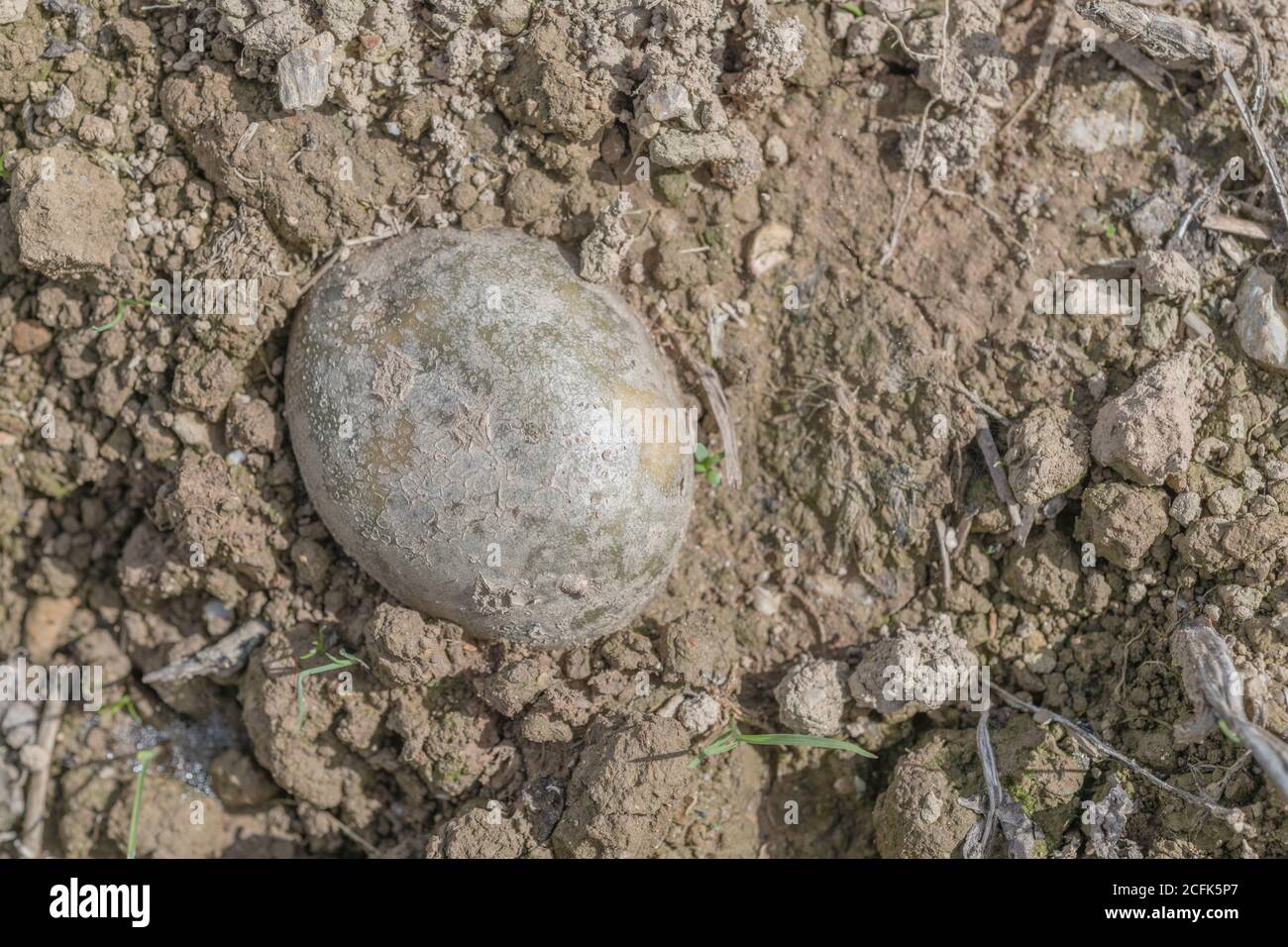 Krankheit beschädigt Kartoffelernte / Kartoffelknolle. Weggeworfene, zugeschnittene Kartoffel, die die glänzende Hautoberfläche von Silver Scurf zeigt, aber unsicher. Stockfoto