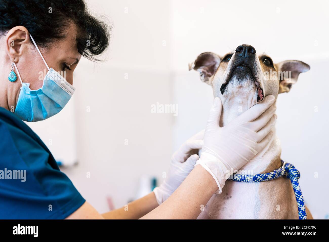 Crop Arzt in Handschuhen Untersuchung gehorsam Hund während der Arbeit in Zeitgenössische Tierarztklinik auf weißem Hintergrund Stockfoto